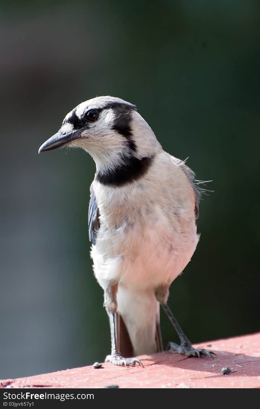 Closeup of blue jay against green background