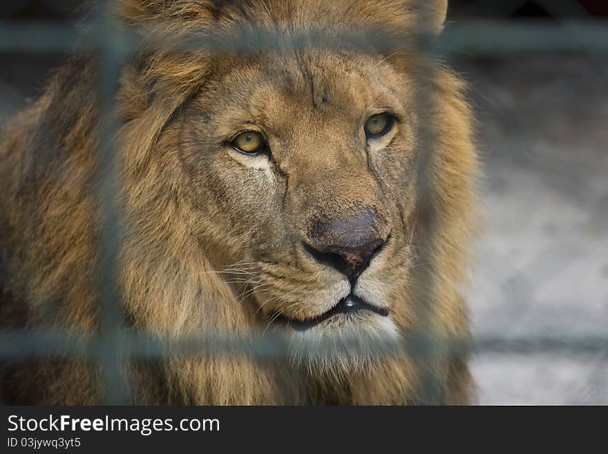 Portrait Of A Lion