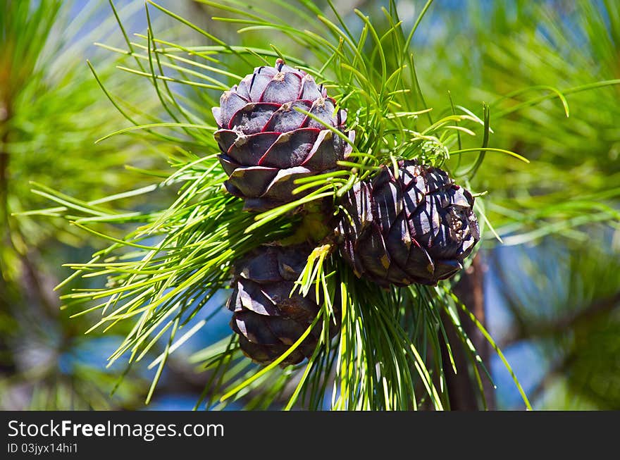 Siberian cedar