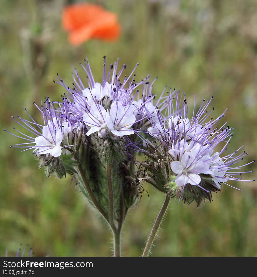 Purple flower blooming in a field