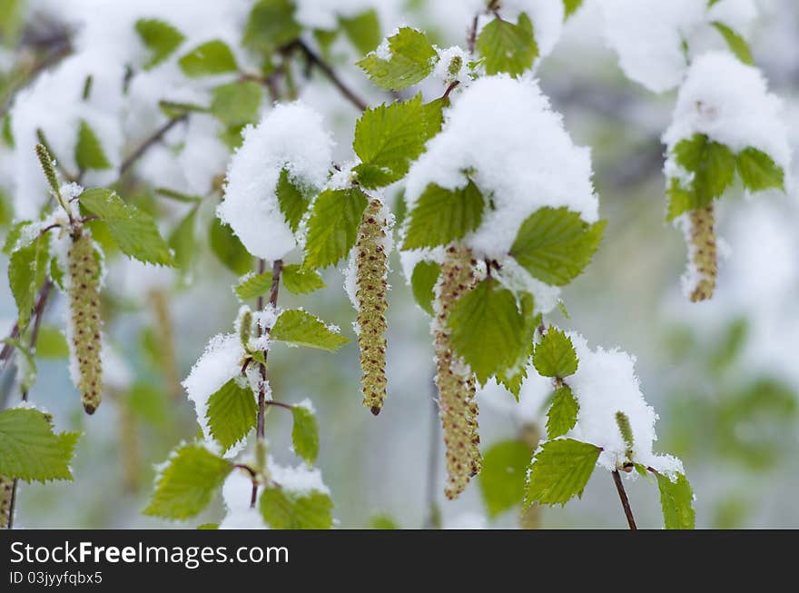 Young birch leaves in the snow. Snowfalls occur in May in Siberia. Young birch leaves in the snow. Snowfalls occur in May in Siberia.