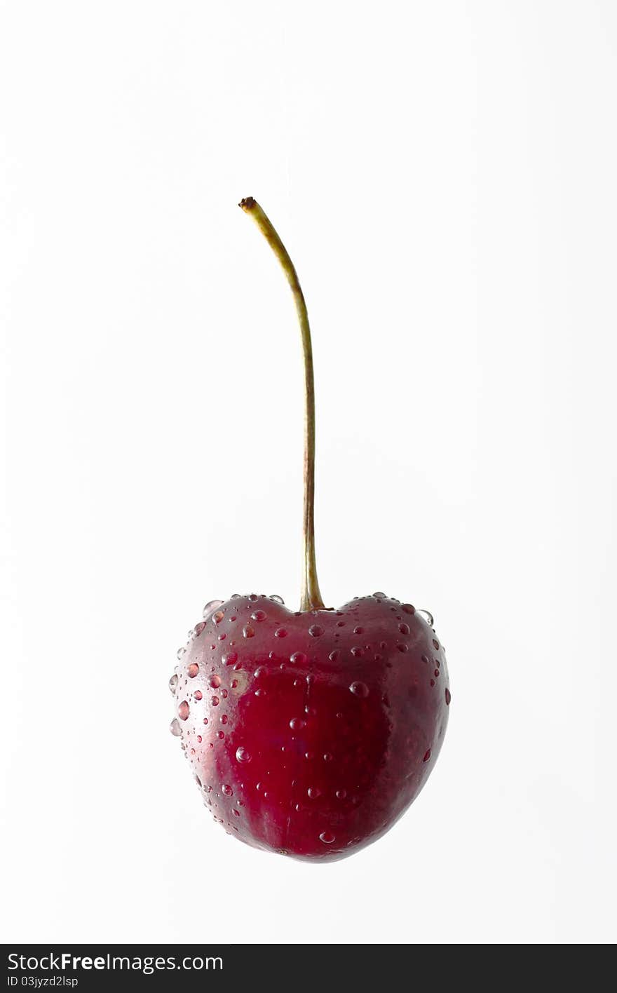 Sweet, ripe, juicy cherries on a branch. Sweet, ripe, juicy cherries on a branch