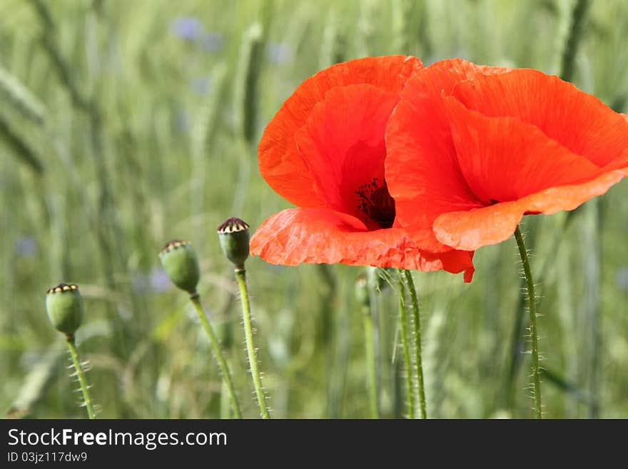 Poppy flowers blooming in a field