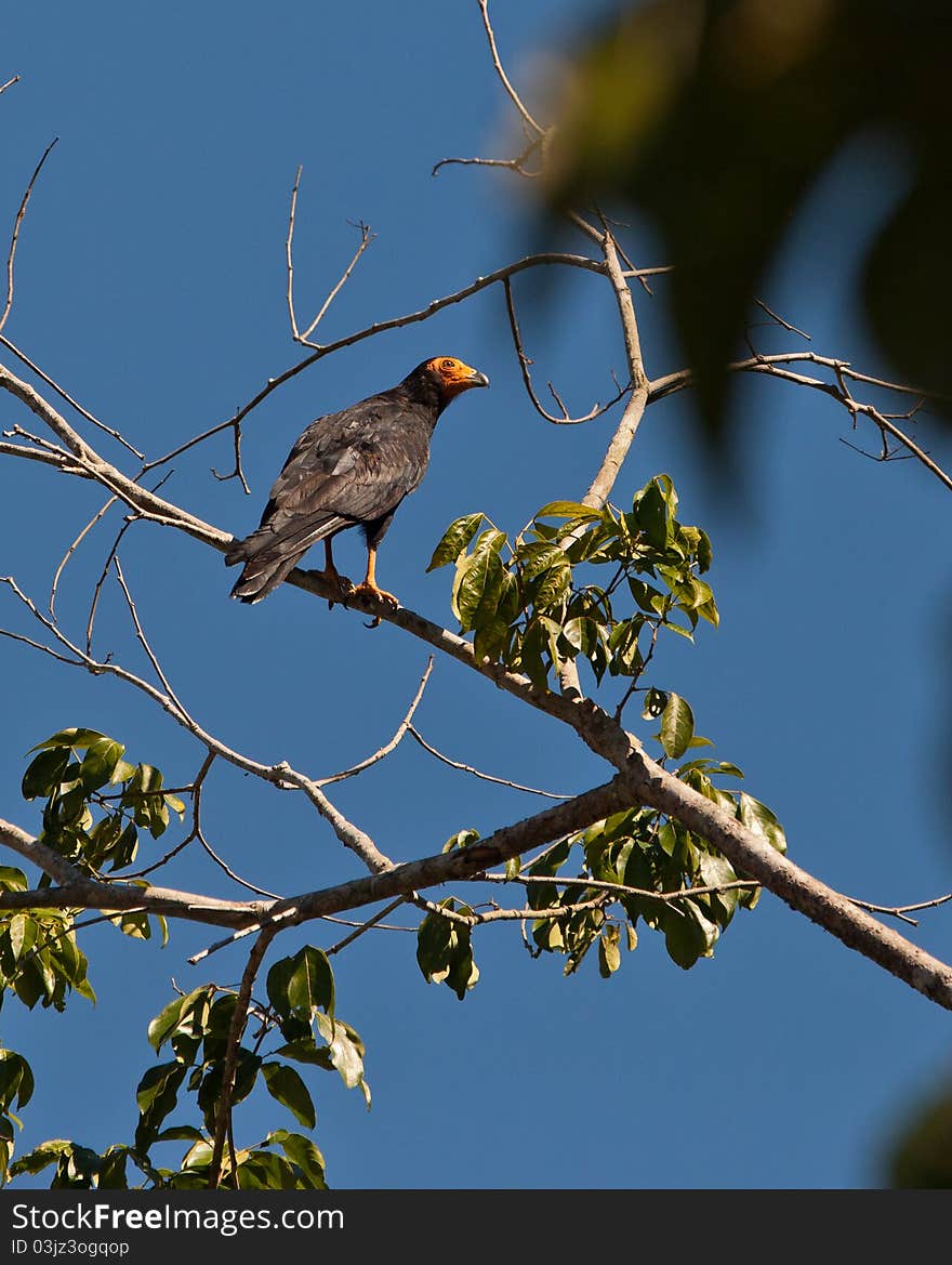 A Black Caracara (Daptrius ater) keeps a vigilant eye to it´s surroundings. A Black Caracara (Daptrius ater) keeps a vigilant eye to it´s surroundings.