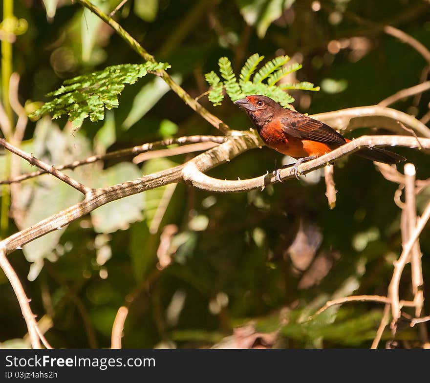 A Female Black-bellied Tanager