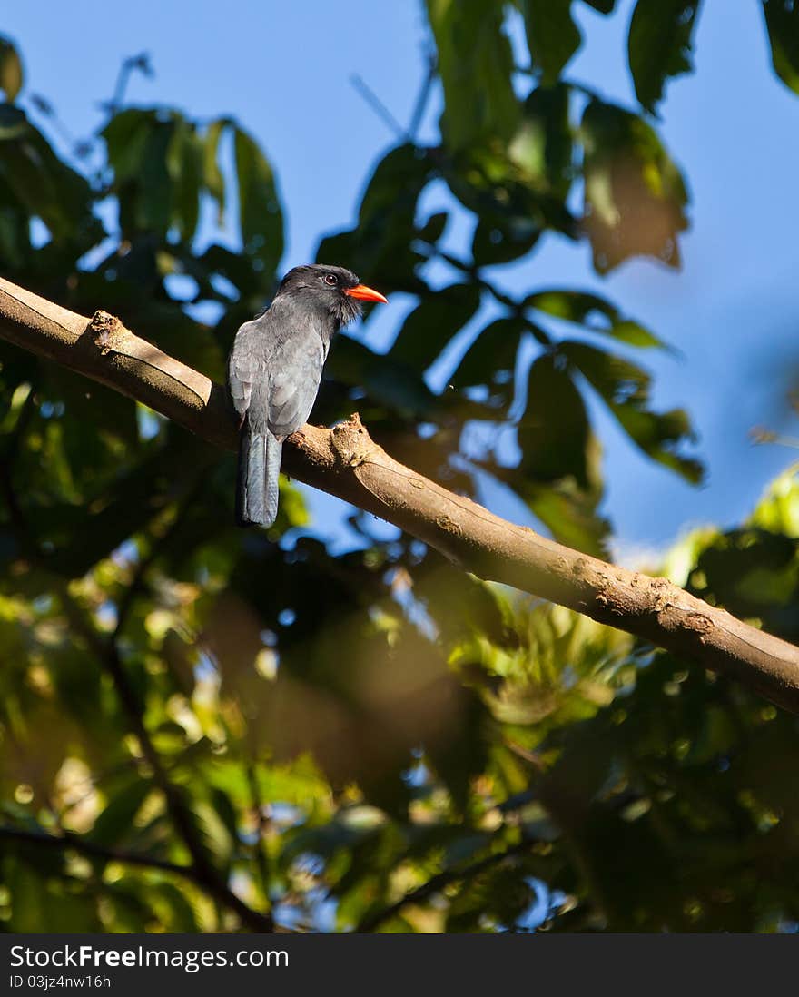 The Black-fronte Nunbird