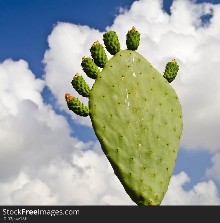 Blossoming cactus l