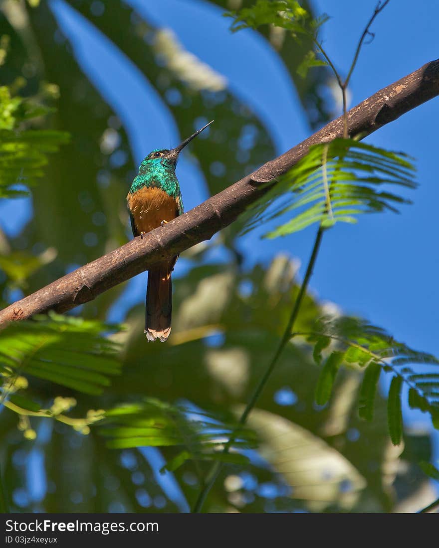 The Bluish-fronted Jacamar (Galbula cyanescens) has a characteristic long and sharp beak.