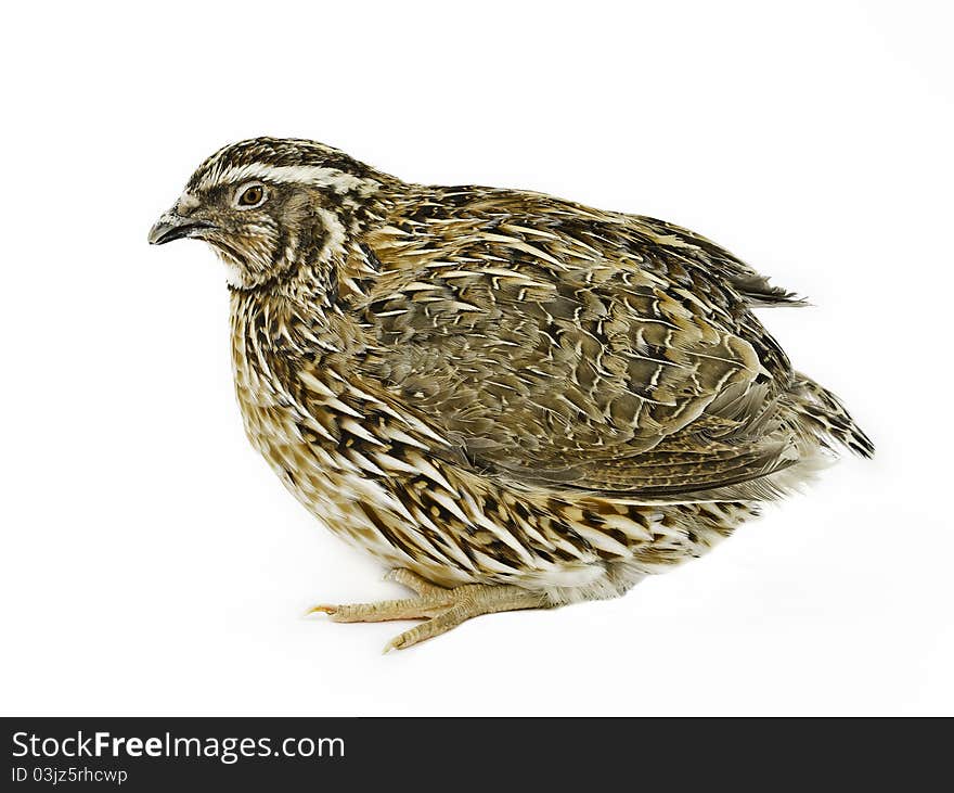 Adult Male Of Quail Isolated On White Background