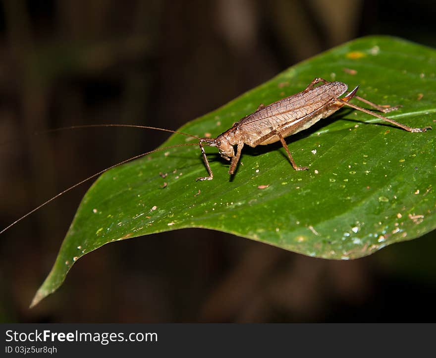 A brown Grasshopper on a leaf