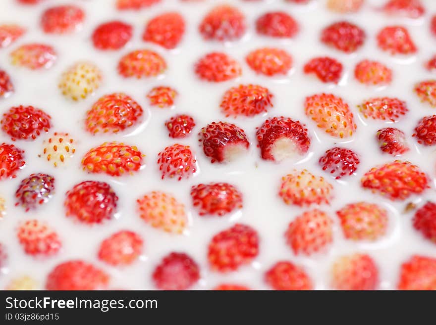 A lot of wild strawberries in milk