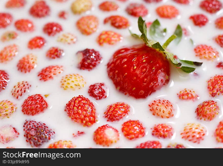 One big and a lot of small stawberries in milk