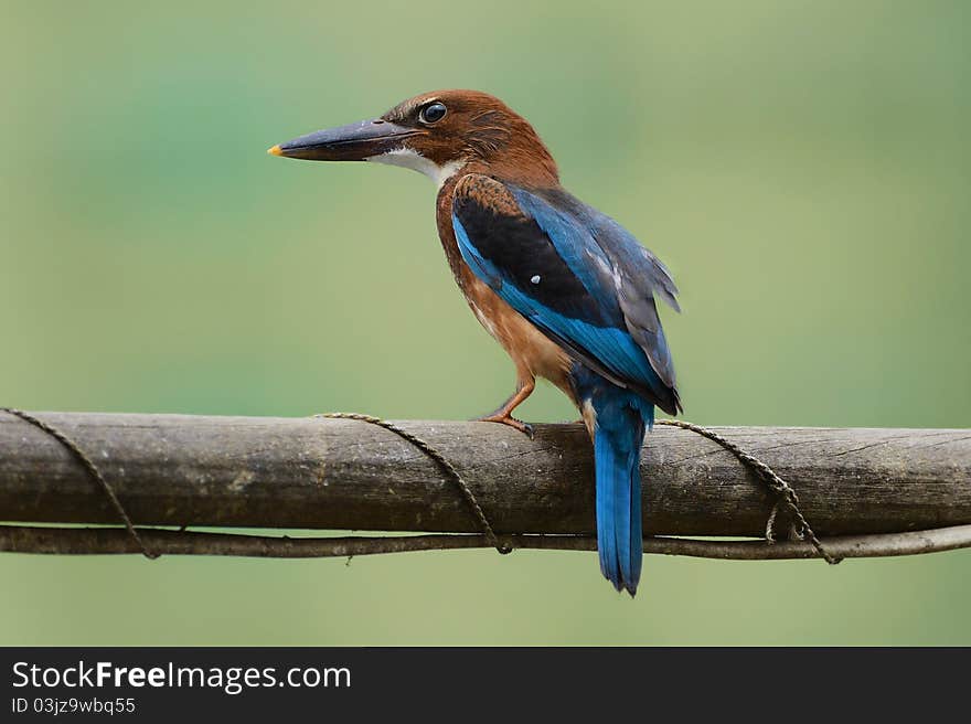 White-Throated Kingfisher