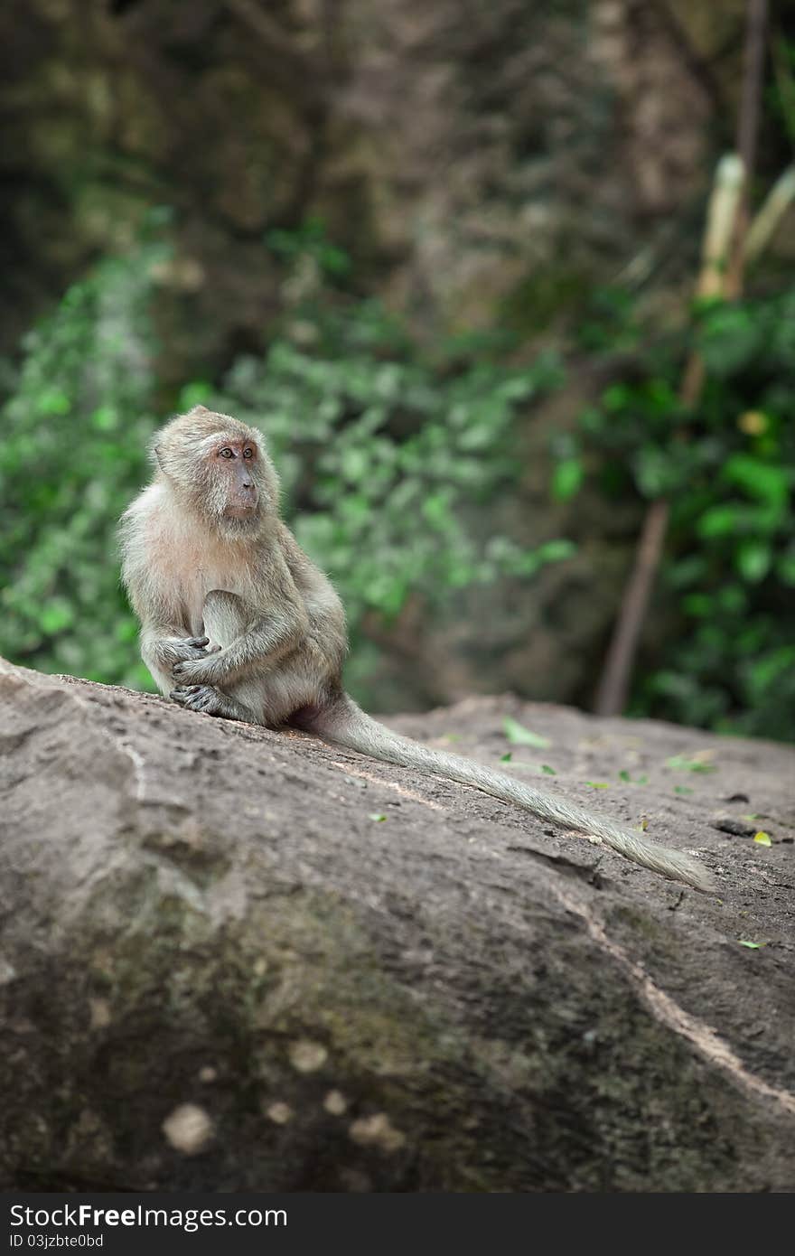 View of nice wild monkey natural tropical environment