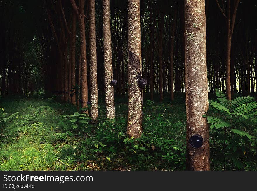 Panoramic view of nice rubber trees summer plantation. Panoramic view of nice rubber trees summer plantation