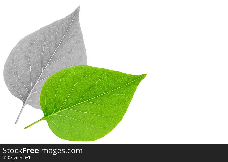 Leaf isolated on white background