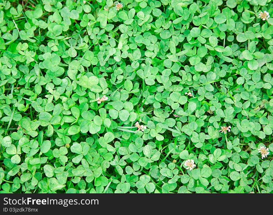 Green clover background in summertime