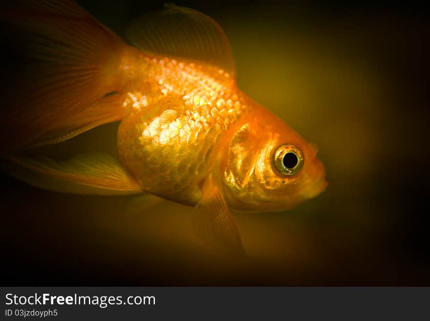 Goldfish in an aquarium against a dark background