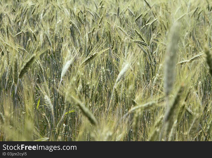 Field of cereal in spring