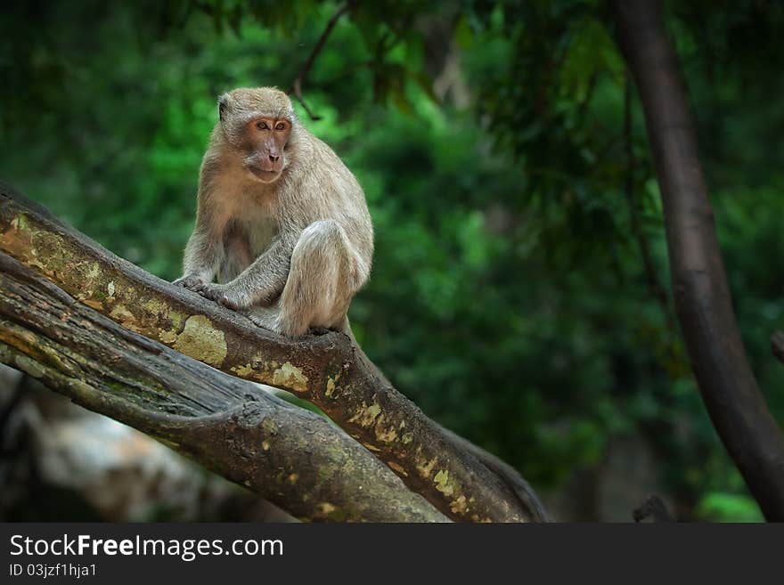 View of nice wild monkey natural tropical environment