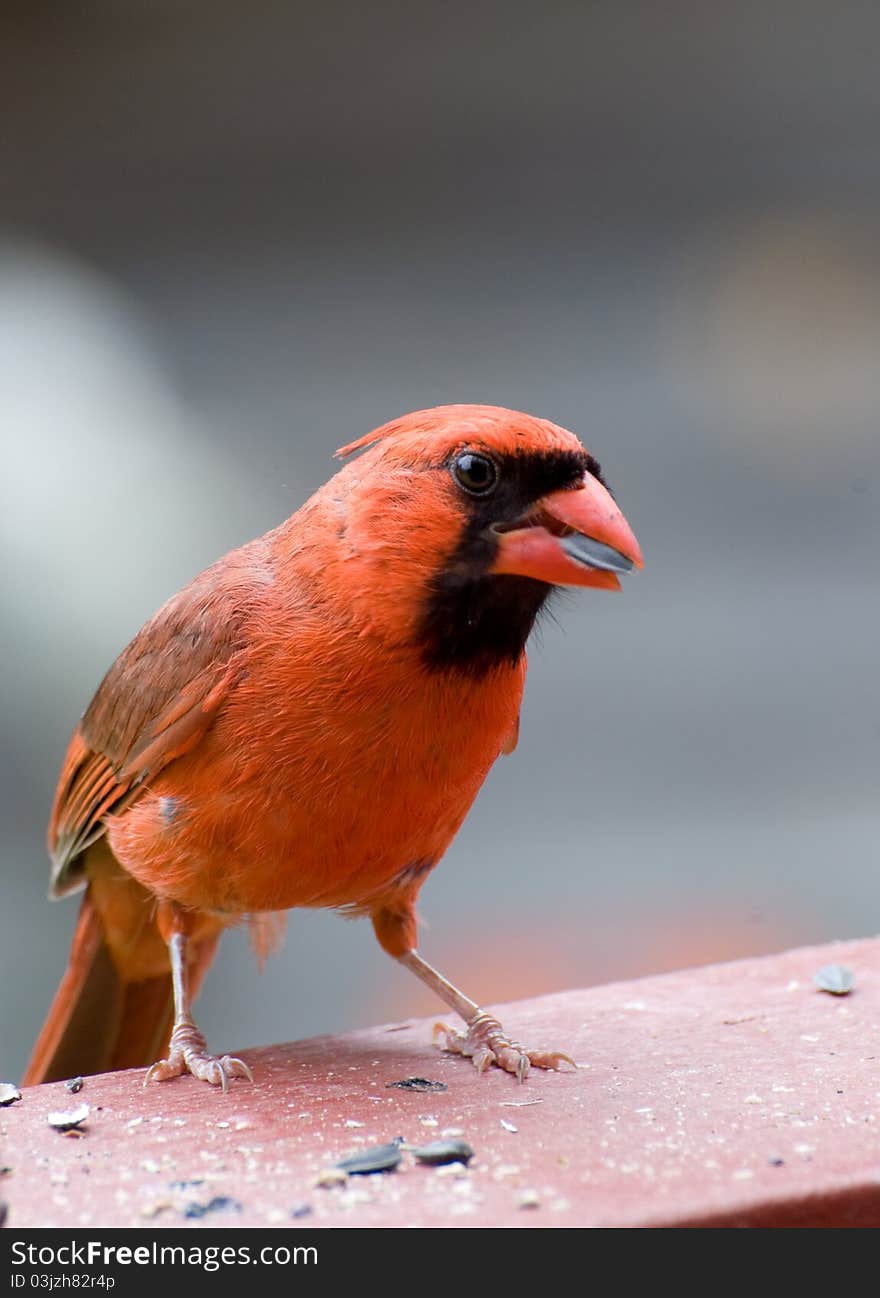 Closeup of cardinal feeding on sunflower seeds