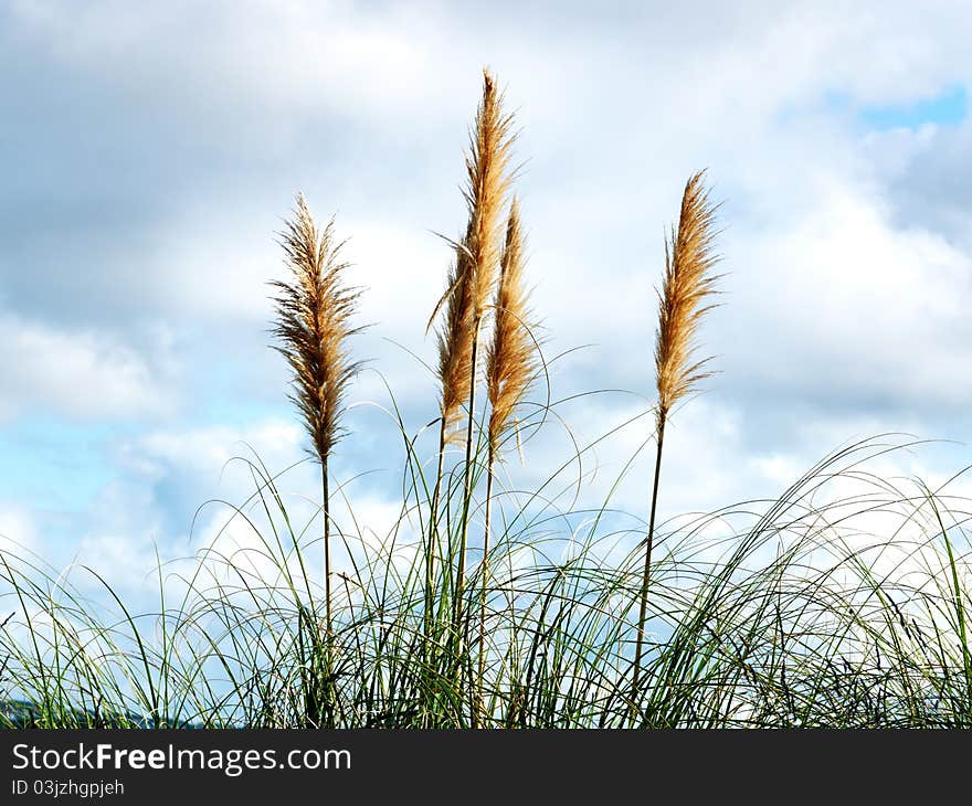 High Reed Against Cloudy Sky