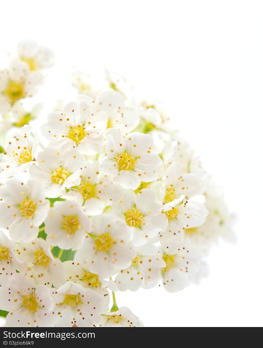 White spirea on a white background