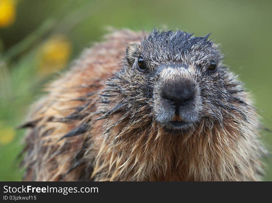 Marmot