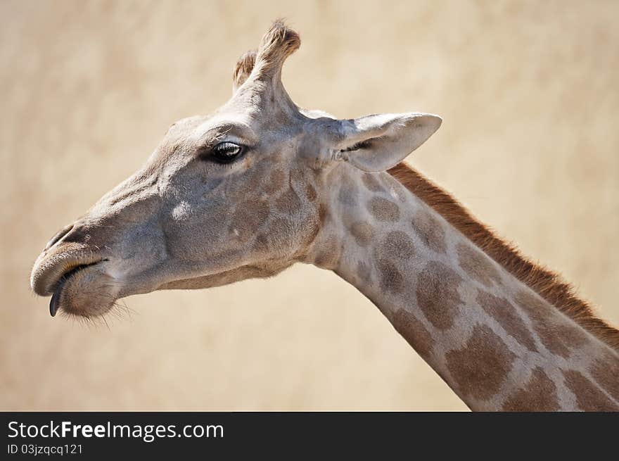 A giraffe head  looking down