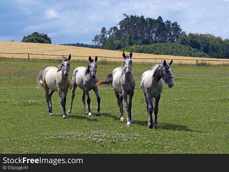 Four horses on the farm. Four horses on the farm