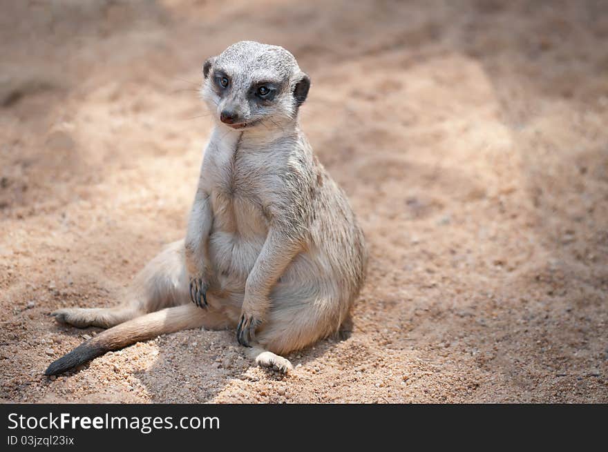 A suricate seated on the sand watching the horizon