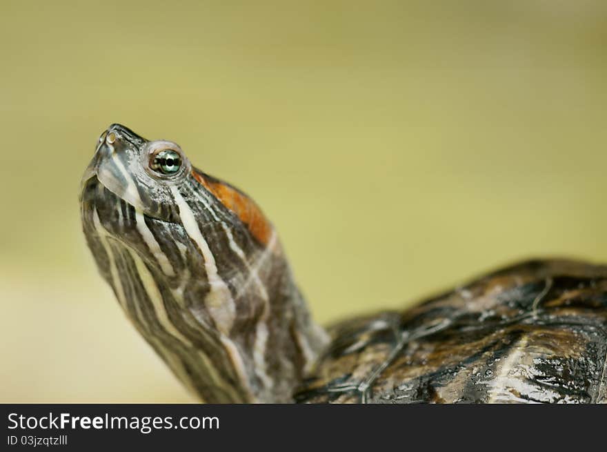 A turtle resting on a green background