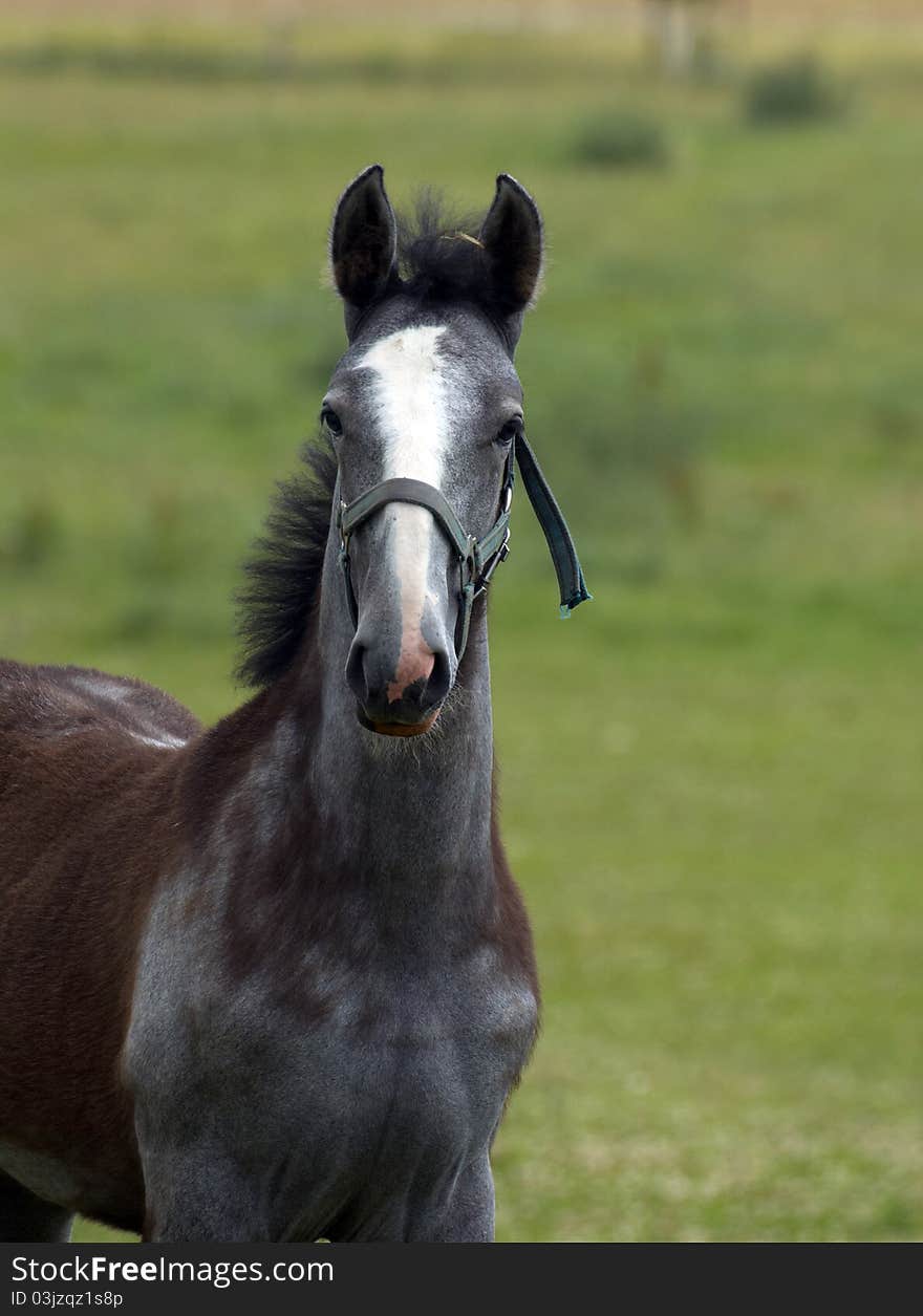 Young horse on the farm. Young horse on the farm