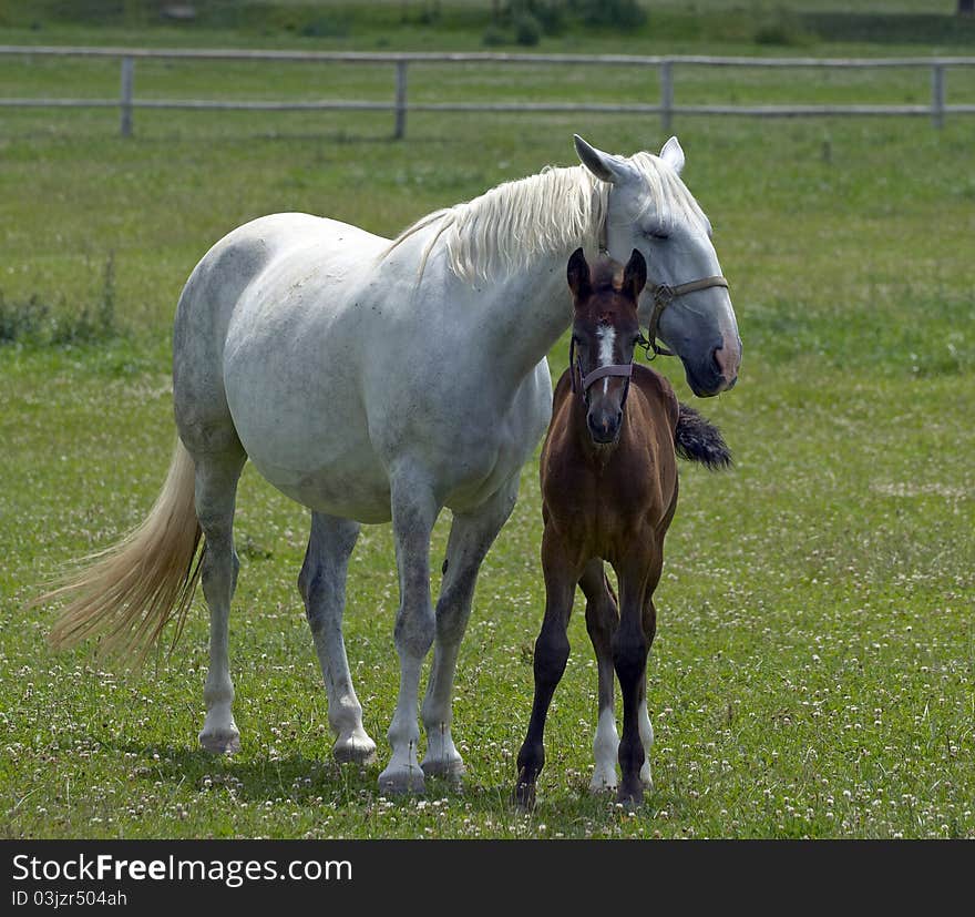 Two horses on the farm