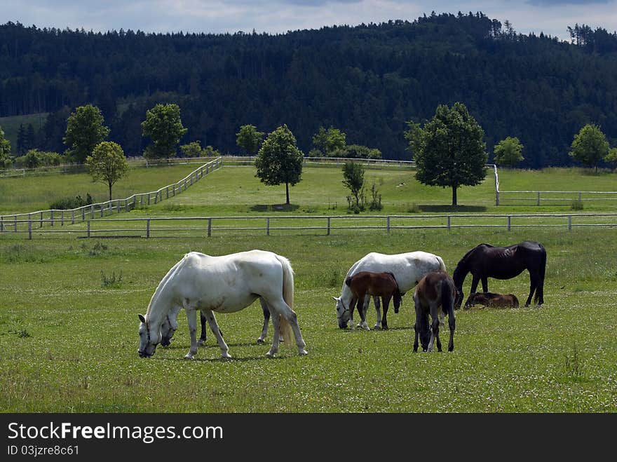 Young horses on the farm