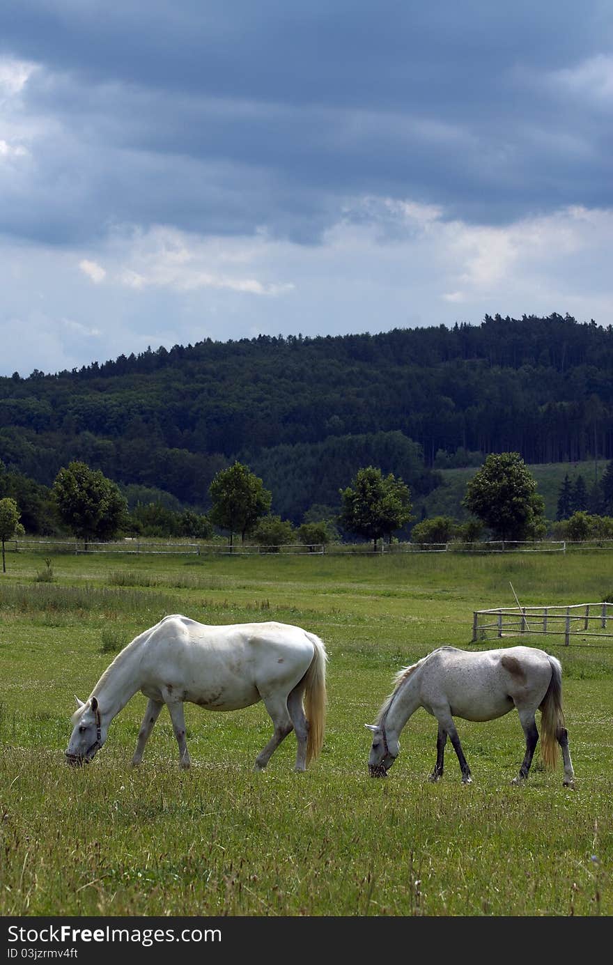 White horses on the farm