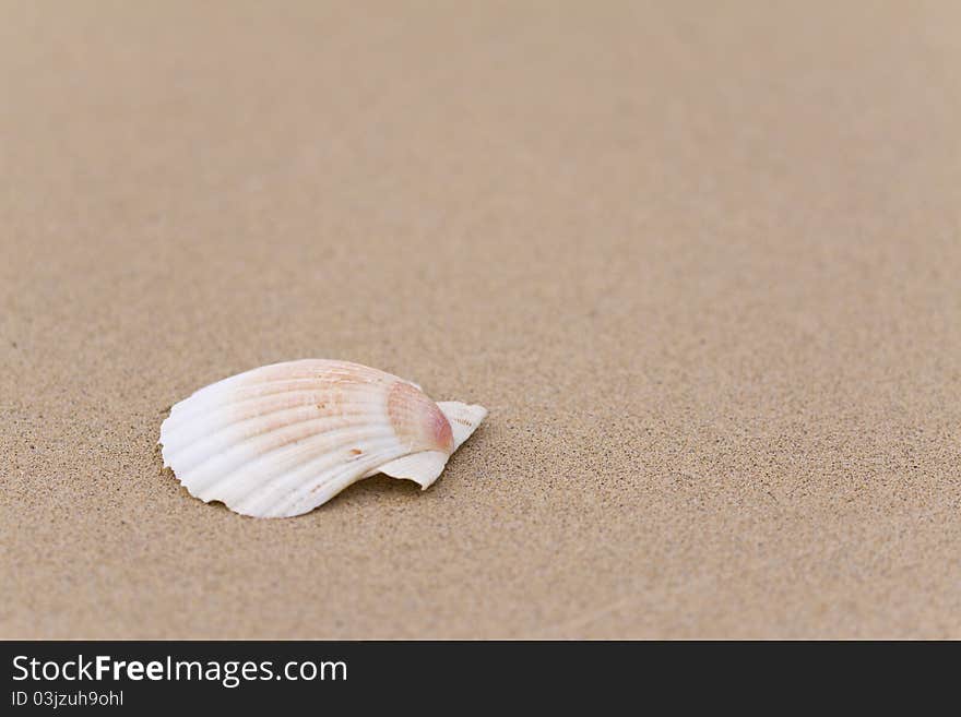 Seashell on the sand