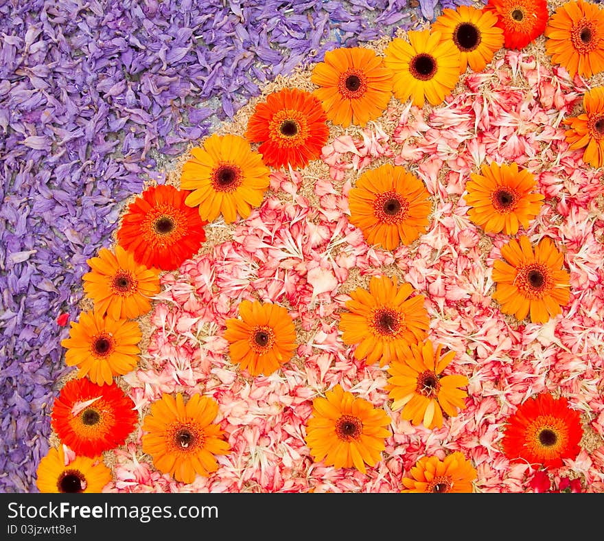 Backgrouns of orange daisies and petals. Backgrouns of orange daisies and petals