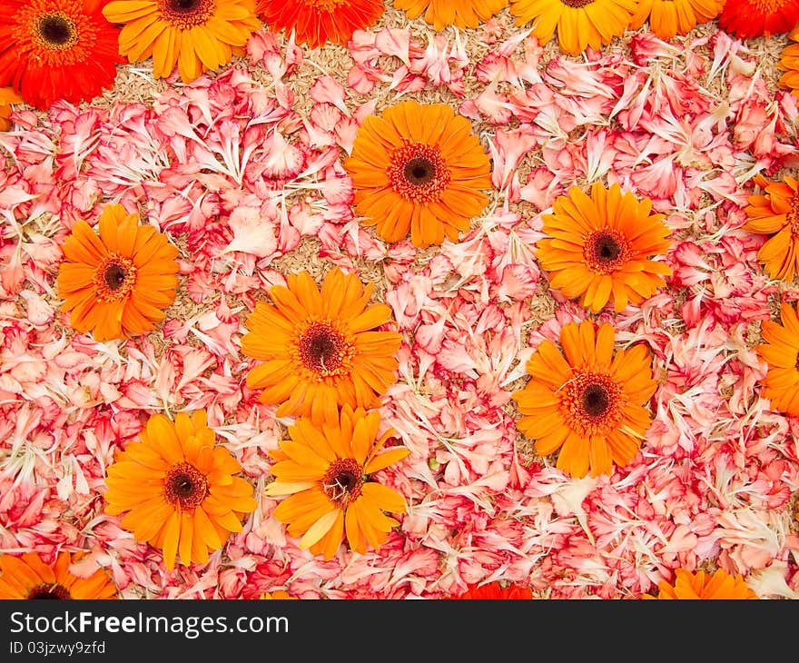 Backgrouns of orange daisies and petals. Backgrouns of orange daisies and petals