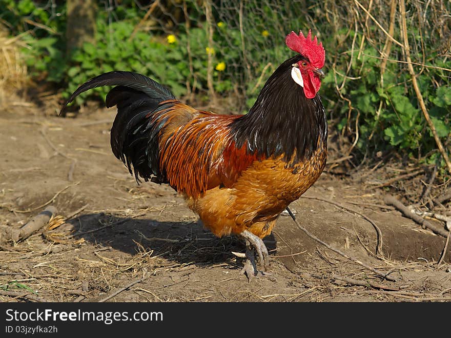 A proud rooster standing in the hen house