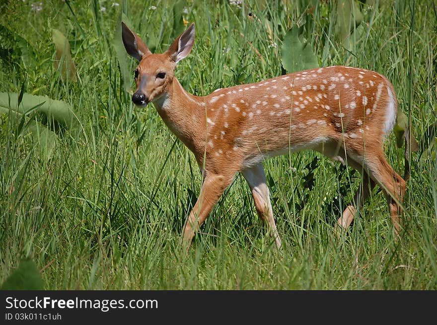 American Whitetail Deer Fawn searching for food in an open meadow. American Whitetail Deer Fawn searching for food in an open meadow.