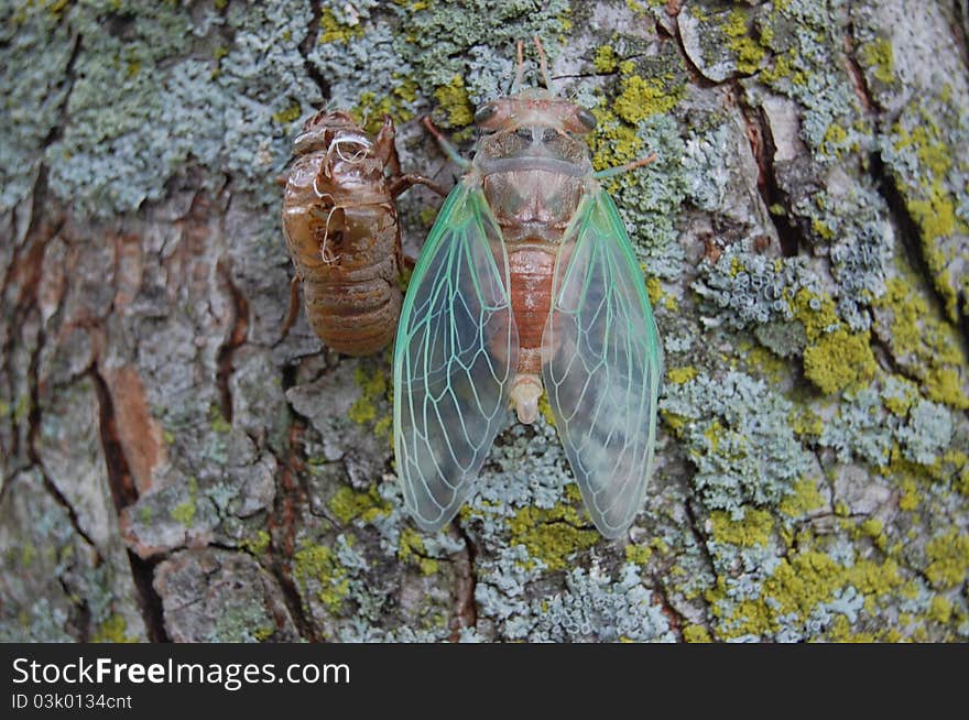 An adult cicada rests next to its cast larval skin. An adult cicada rests next to its cast larval skin.