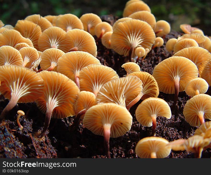 This tiny mushroom(Xeromphalota campanella)often shows up in large numbers in late summer growing on dead wood. This tiny mushroom(Xeromphalota campanella)often shows up in large numbers in late summer growing on dead wood.