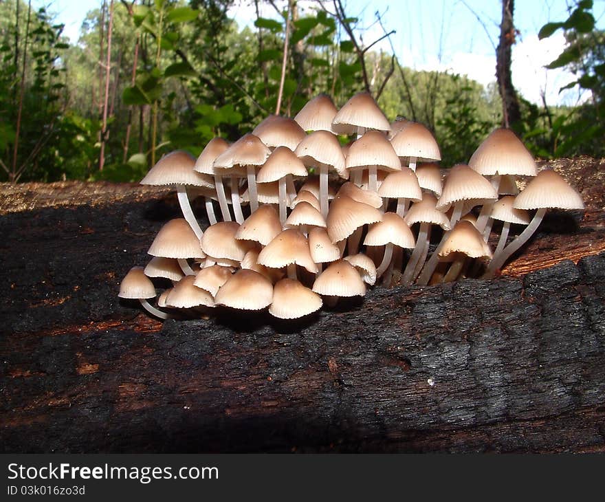 Mycena galericulata grows on dead wood in large clusters. Mycena galericulata grows on dead wood in large clusters.