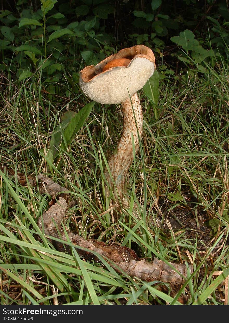 This edible mushroom has pores rather than gills. This edible mushroom has pores rather than gills.