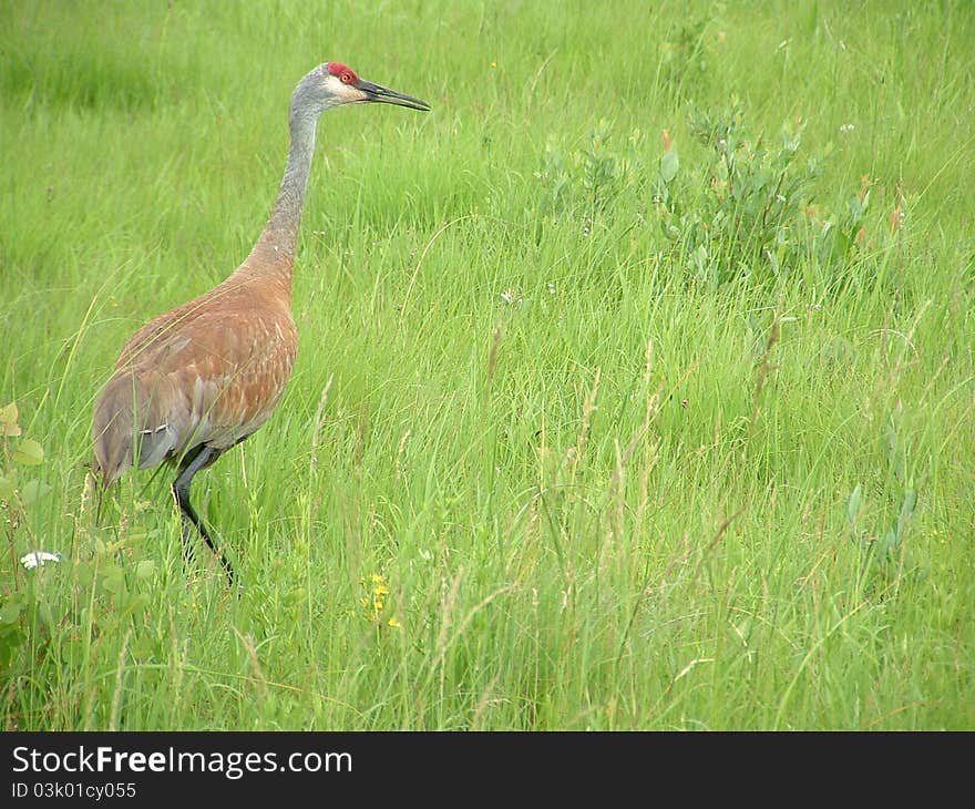 Sandhill Crane