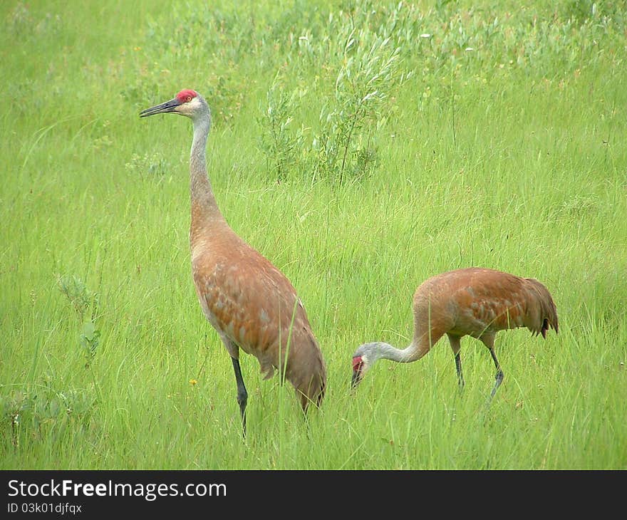 Sandhill Cranes searching for food.