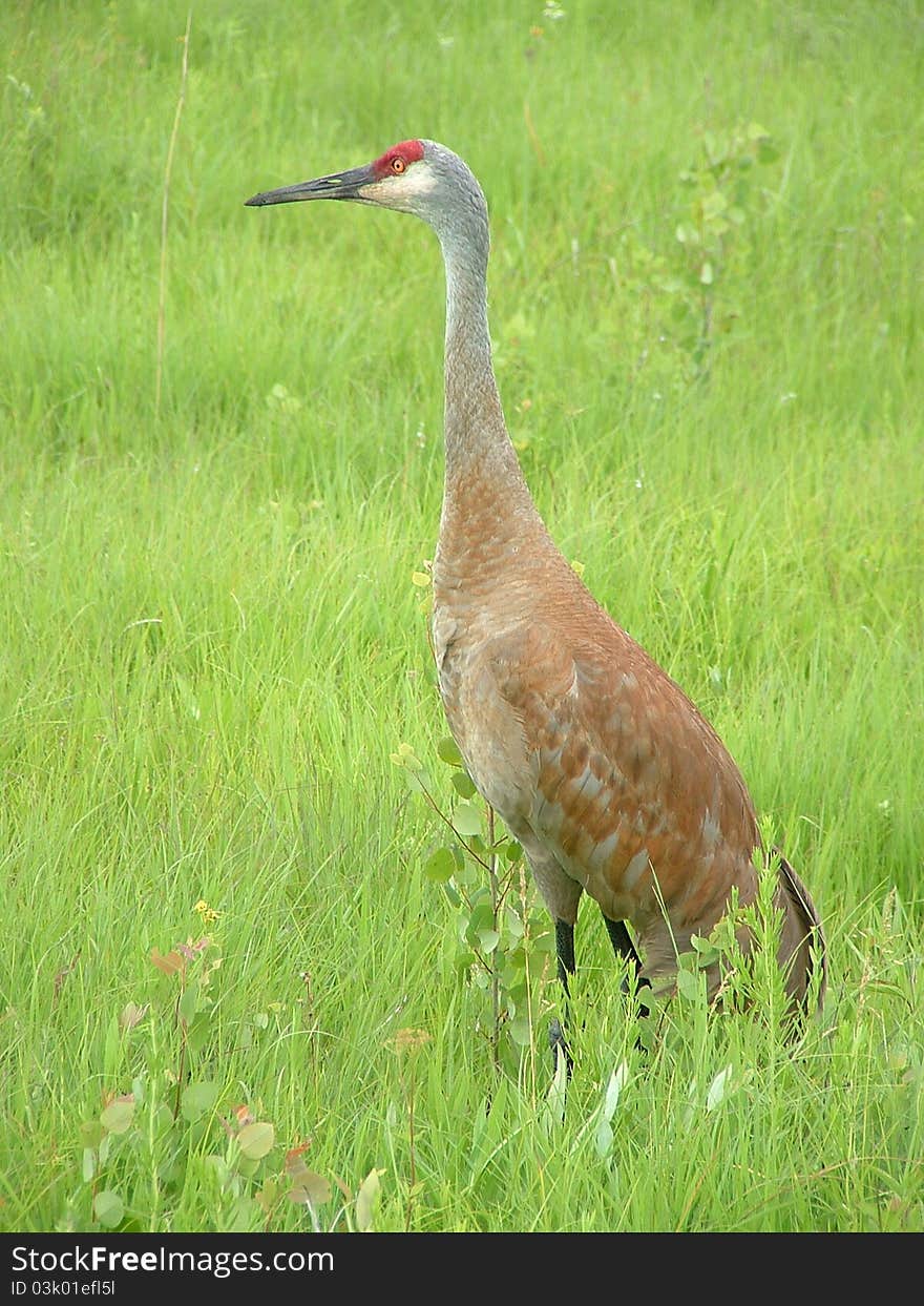 Sandhill Crane searching for food.