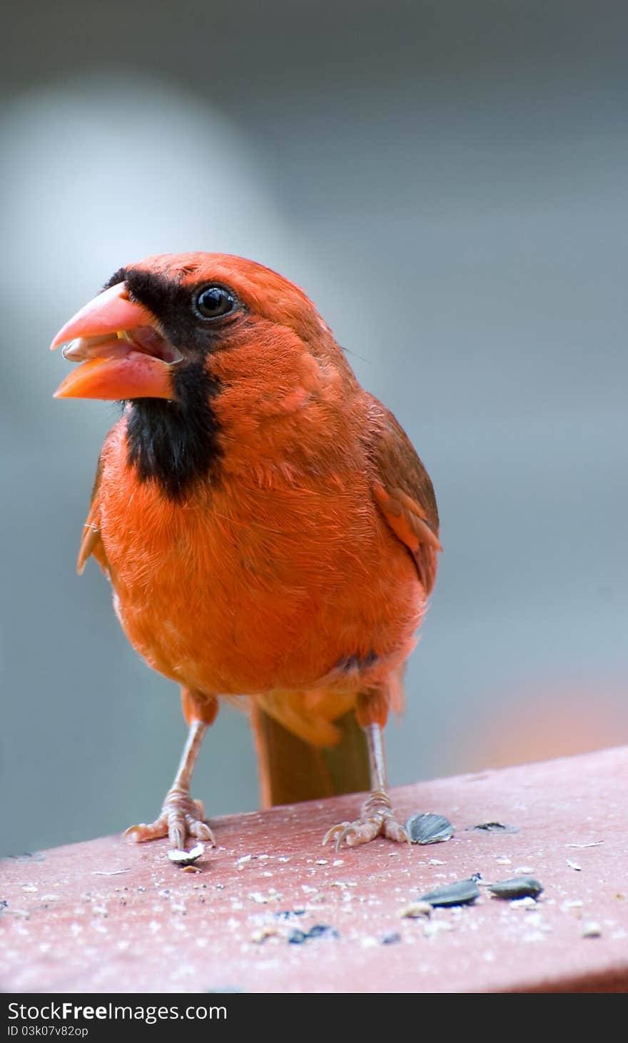 Closeup of cardinal feeding on sunflower seeds