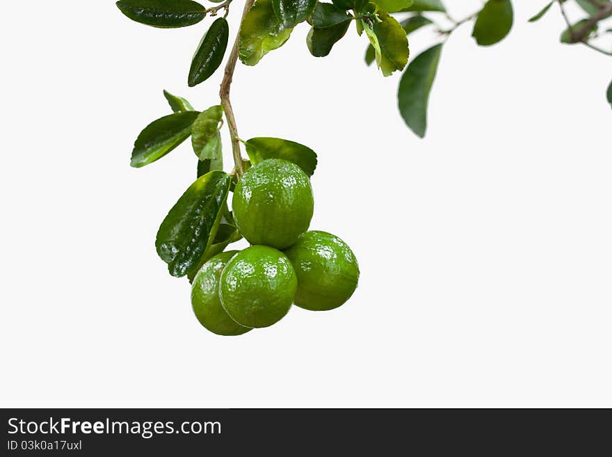 Lemon On Tree